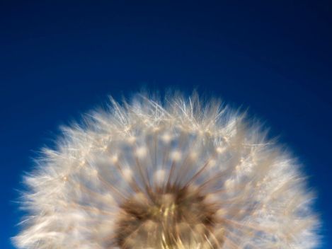 Dandelion Photograph by Candy Caldwell